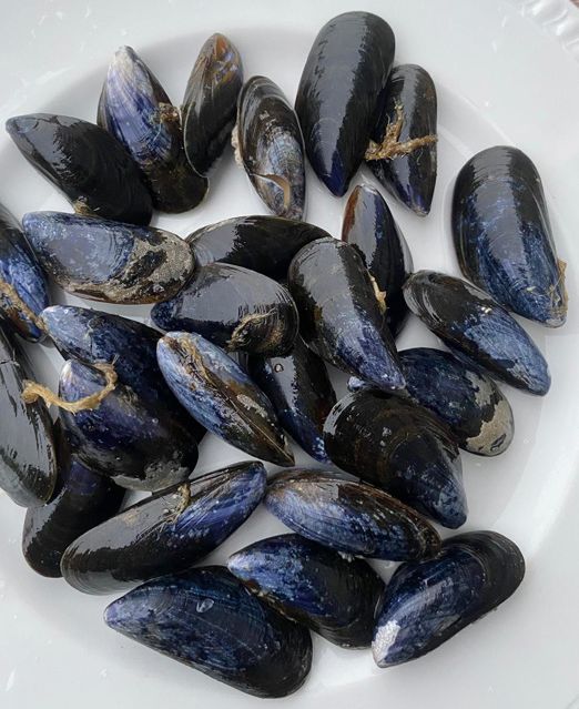 Mejillón de roca vivo